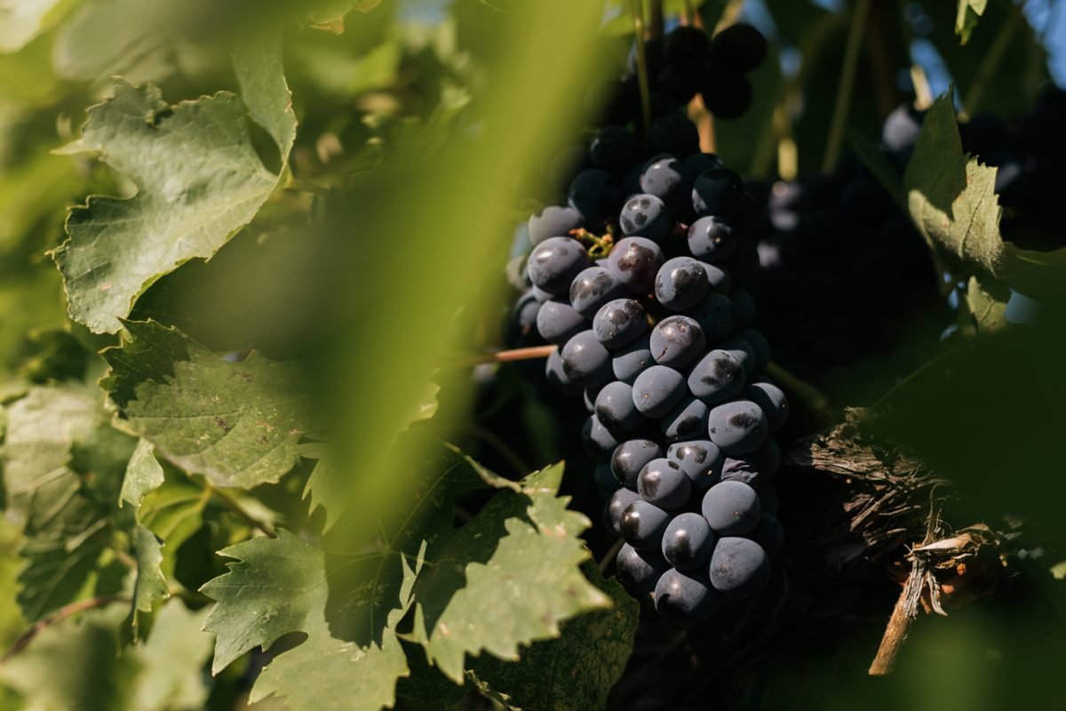 Close-up of ripe dark wine grapes hanging on the vine at Sagecliffe Residences by Naakef vineyards with green leaves and natural sunlight showcasing the winemaking heritage.